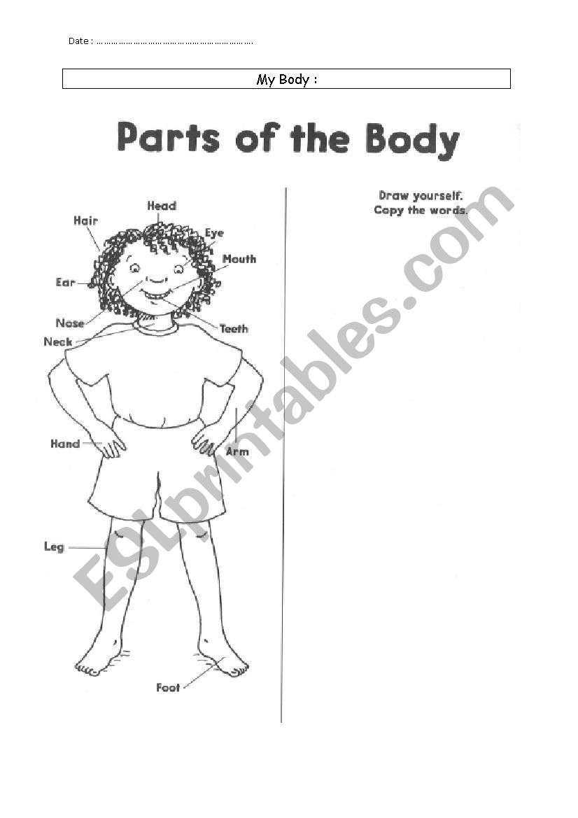 My body worksheet