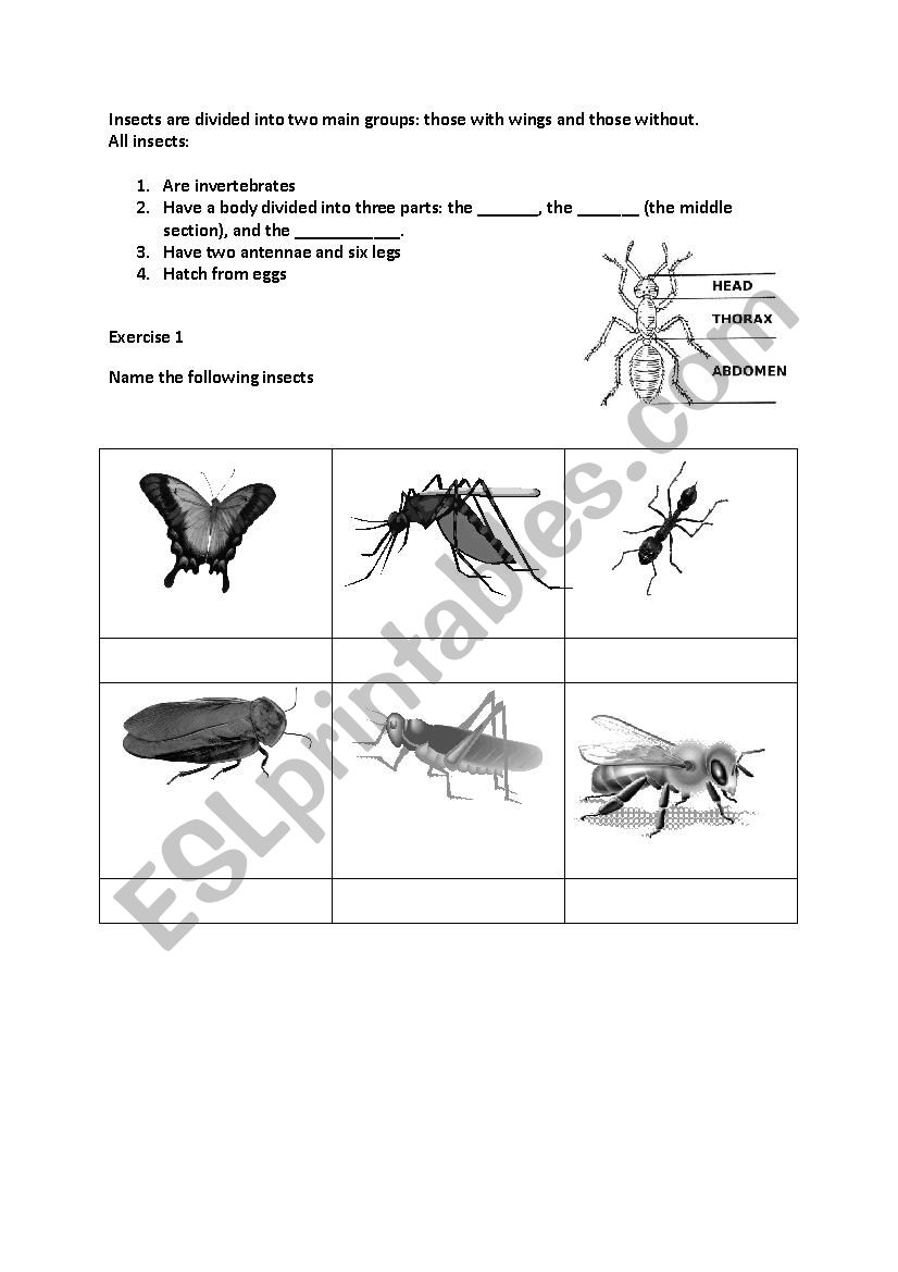 What makes an insect worksheet