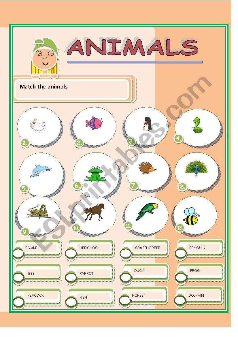 ANIMALS worksheet