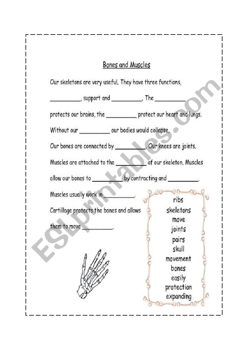 MUSCLES AND BONES worksheet