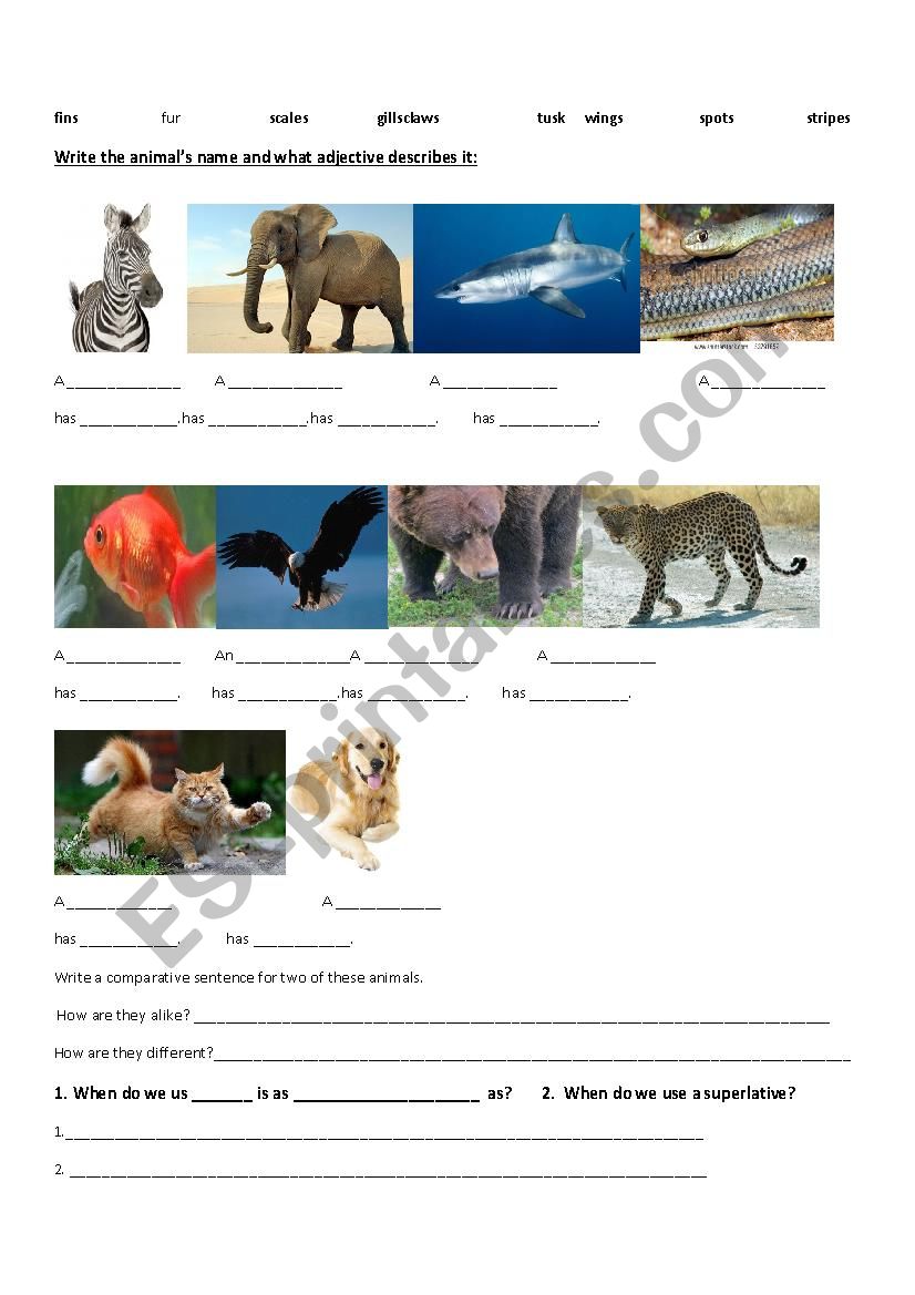 animals vocabulary worksheet