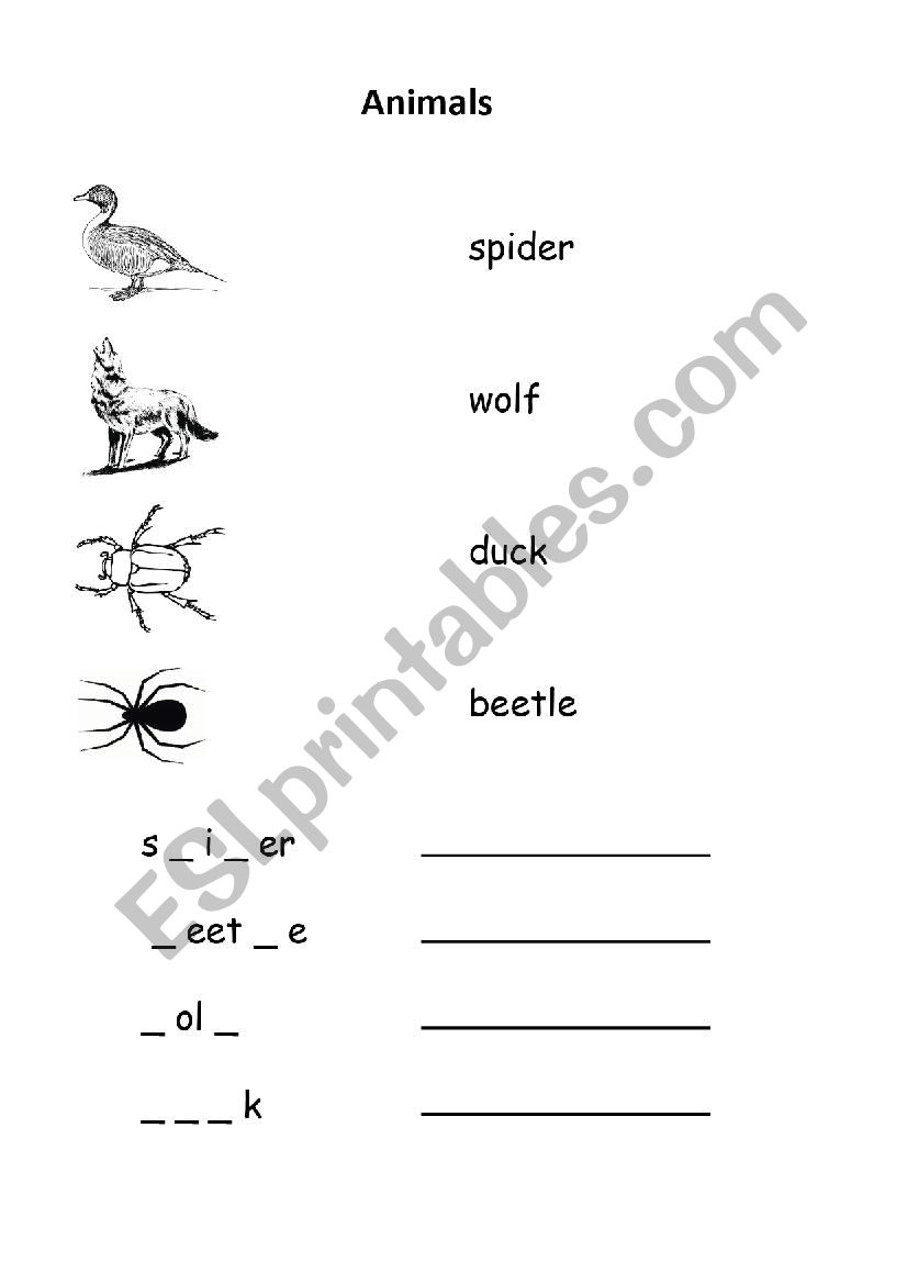 Animals - Duck Beetle Spider Wolf