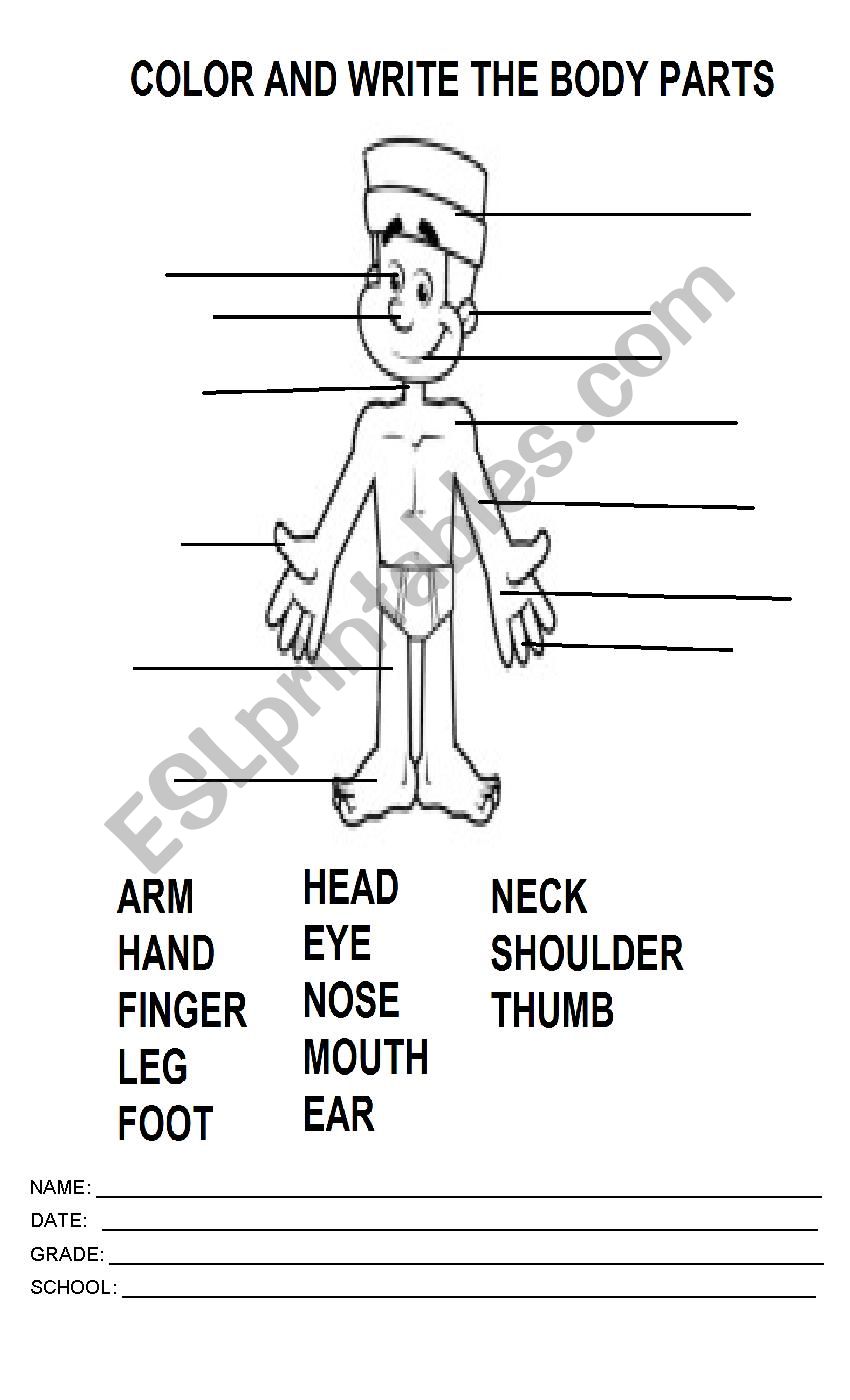 color and write the body parts