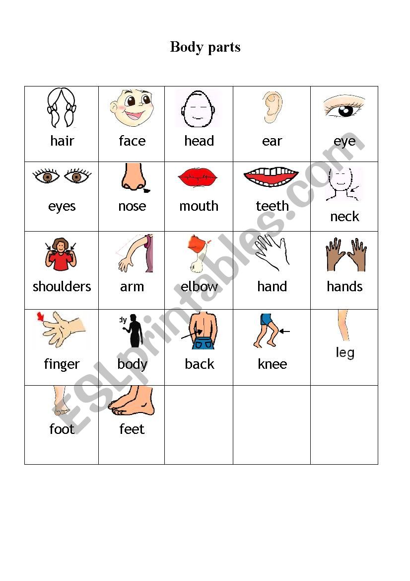 body parts worksheet