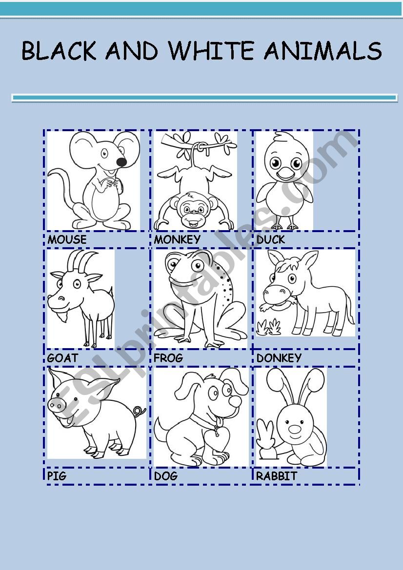 BLACK AND WHITE ANIMALS 3 worksheet