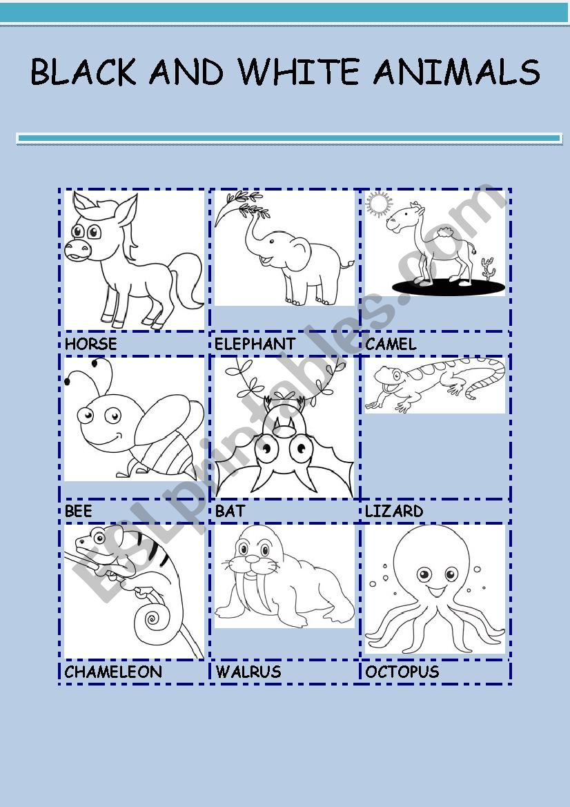 BLACK AND WHITE ANIMALS 4 worksheet