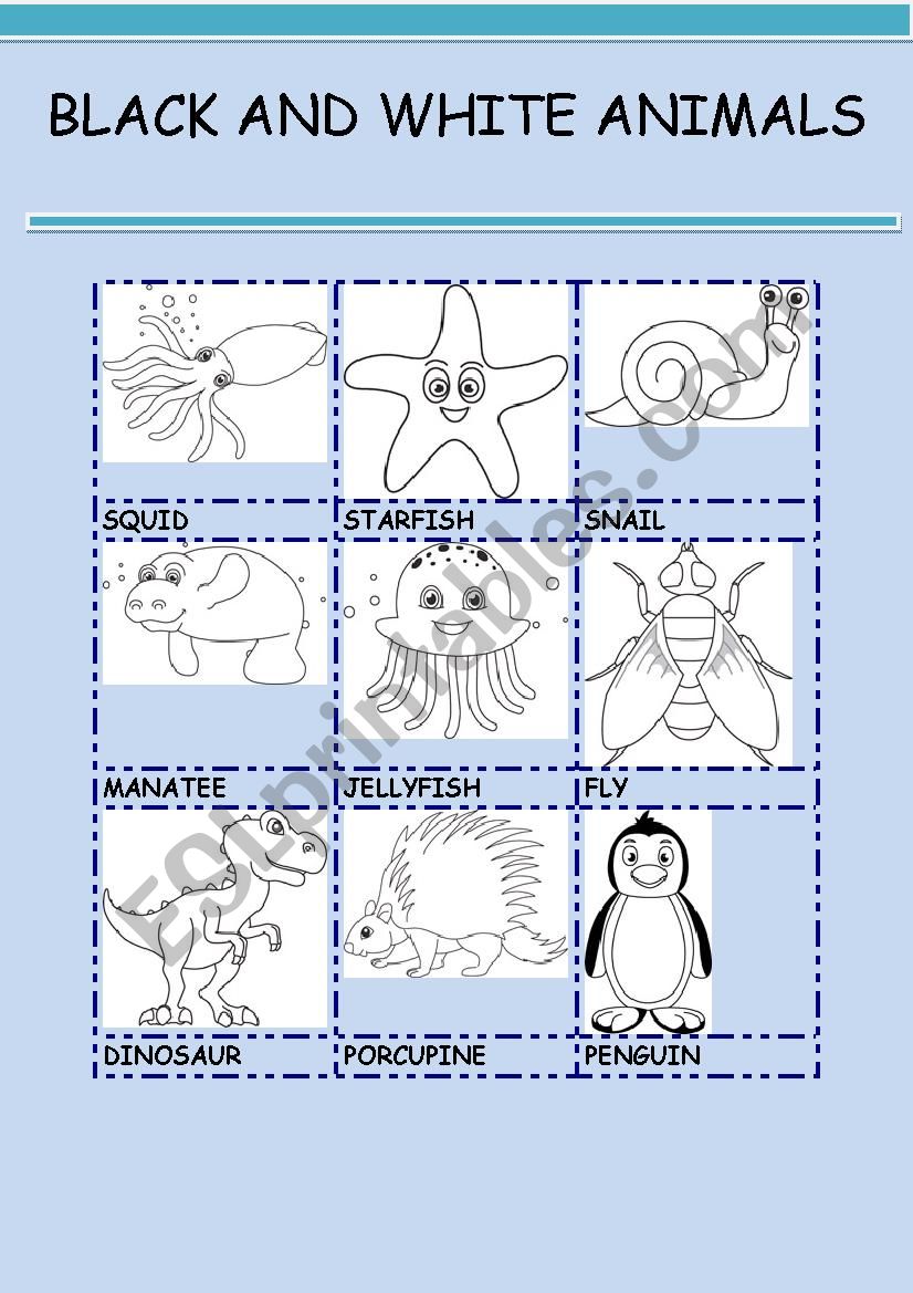 BLACK AND WHITE ANIMALS 5 worksheet