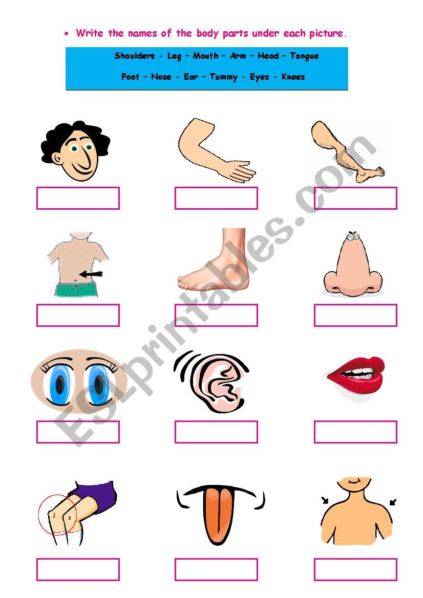 Body Parts worksheet