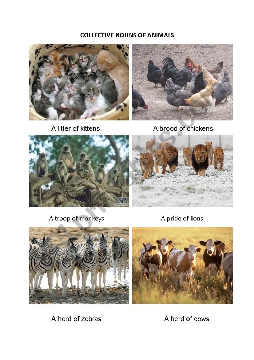 Collective Nouns for Animals worksheet