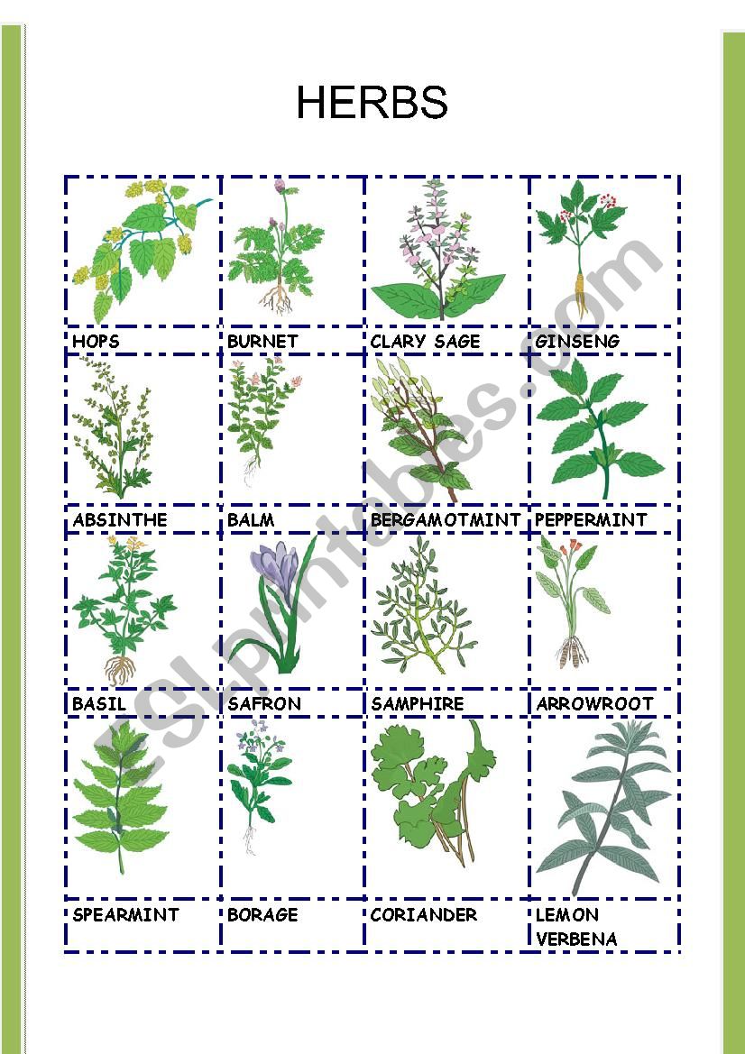 HERBS 2 worksheet