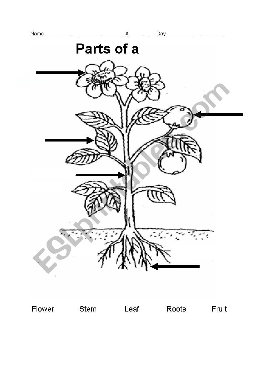 Parts of a plant worksheet