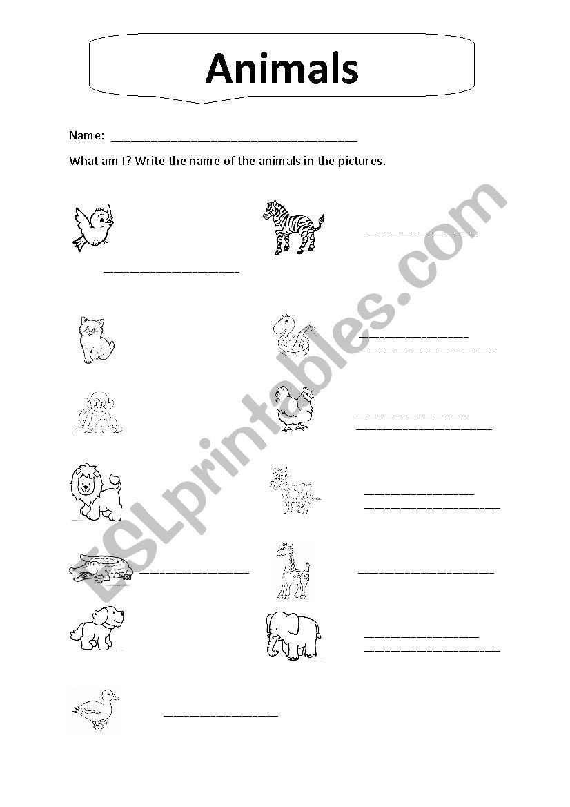 What animal is it? worksheet