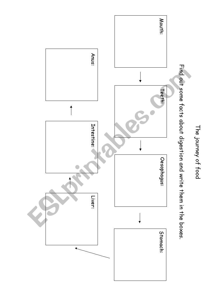 The journey of food worksheet