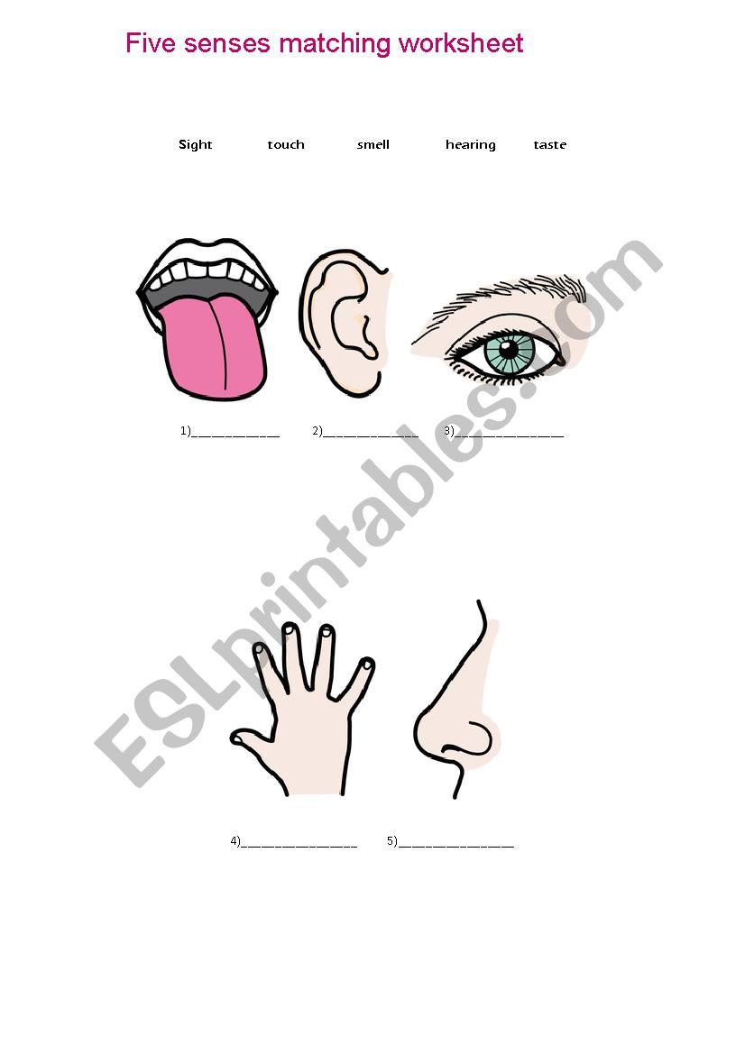 5 senses worksheet