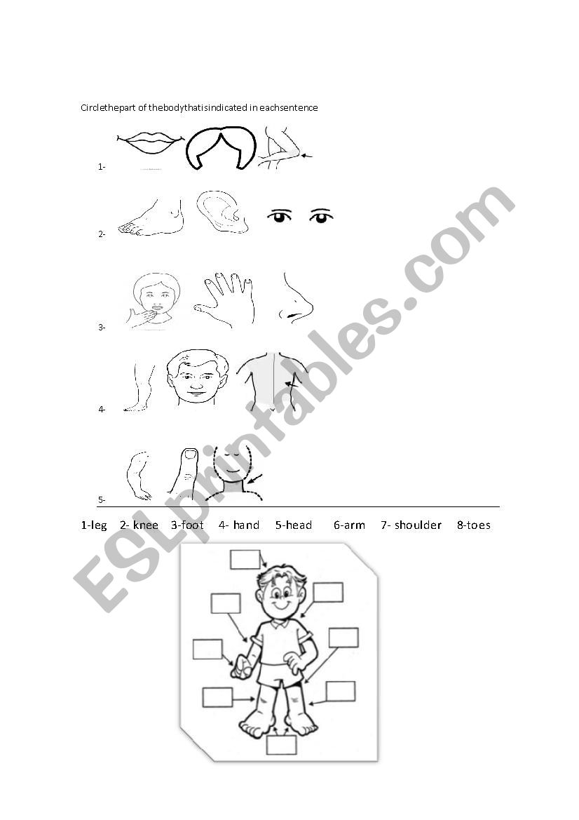 Parts of the body worksheet