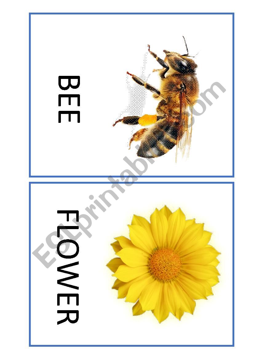 NATURE FLASHCARDS worksheet