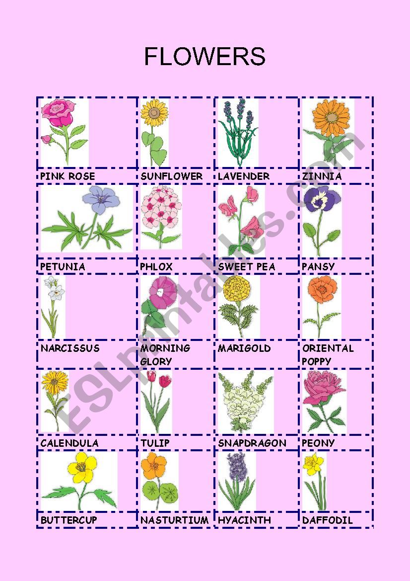 FLOWERS worksheet