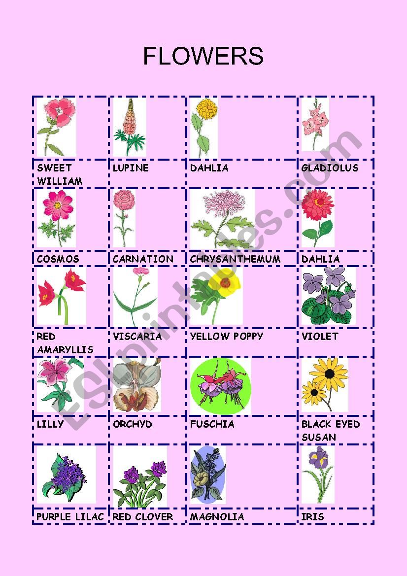 flowers 2 esl worksheet by gemaherlo