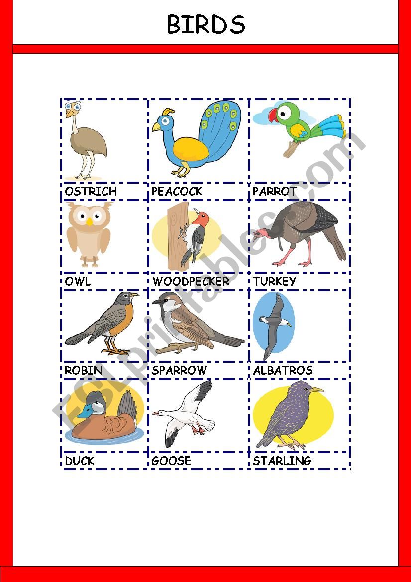 BIRDS worksheet