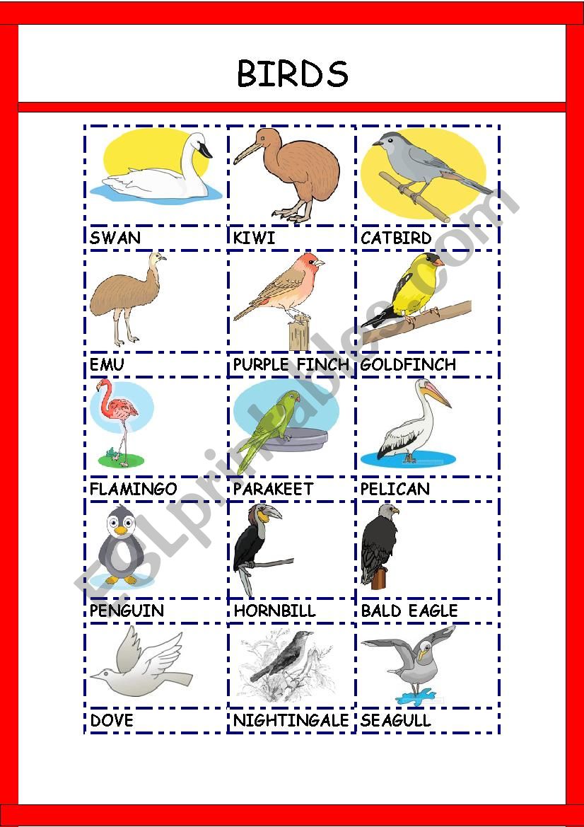 BIRDS 2 worksheet