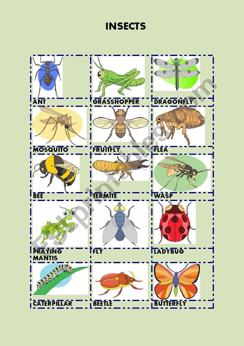 INSECTS worksheet