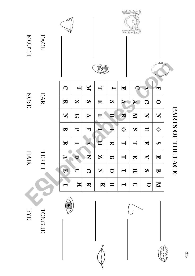 Parts of the face worksheet