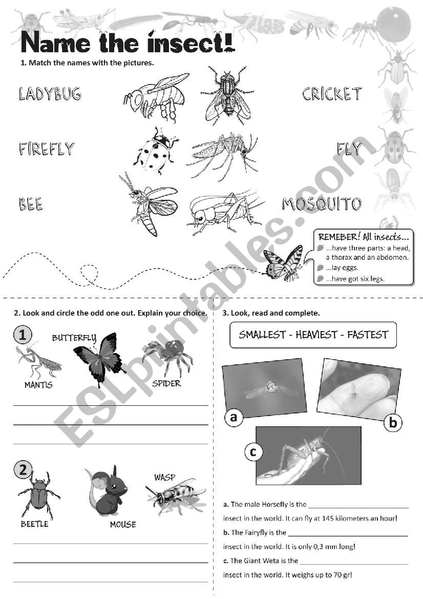 Insects worksheet