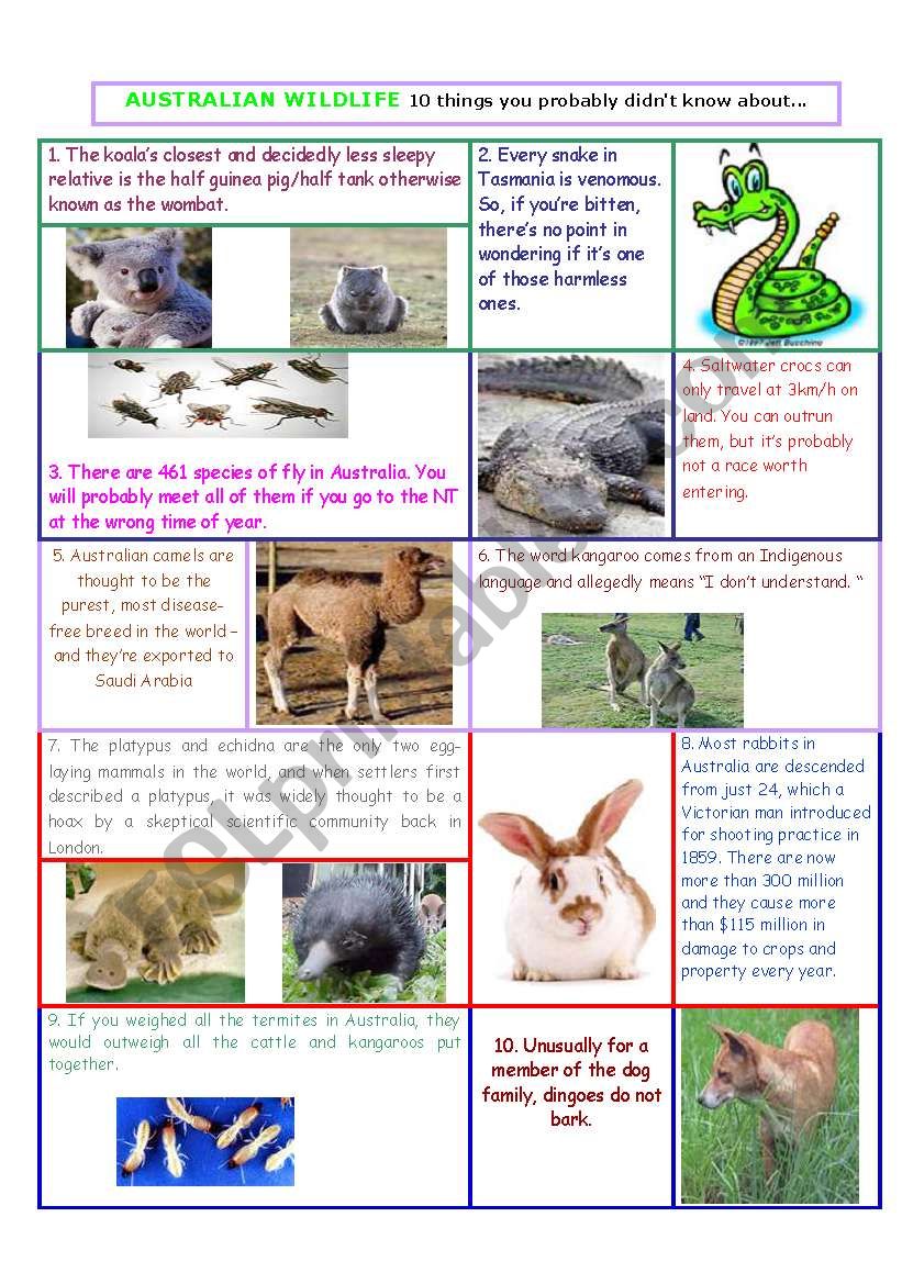 Australian Wildlife: 10 things you probably didnÂ´t know about....(2 pages)