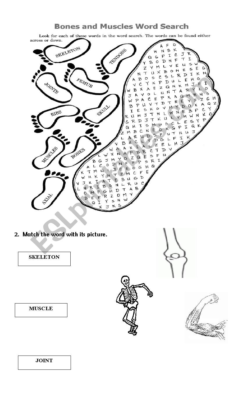 BONES AND MUSCLES worksheet