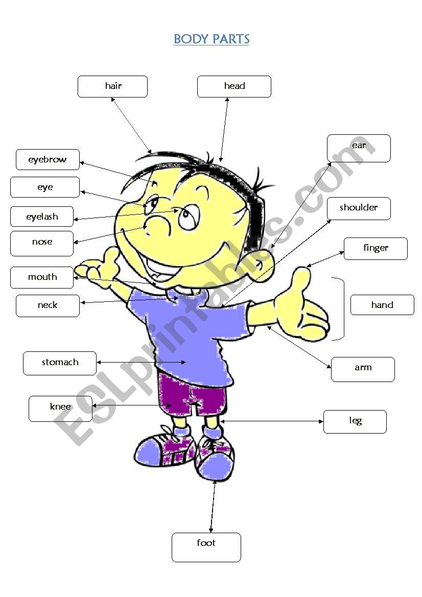 BODYPARTS worksheet