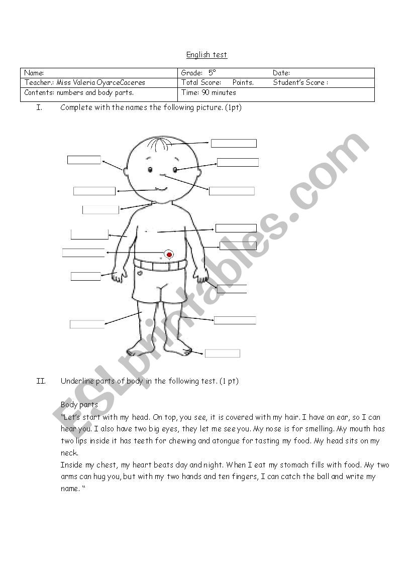 test numbers and body worksheet