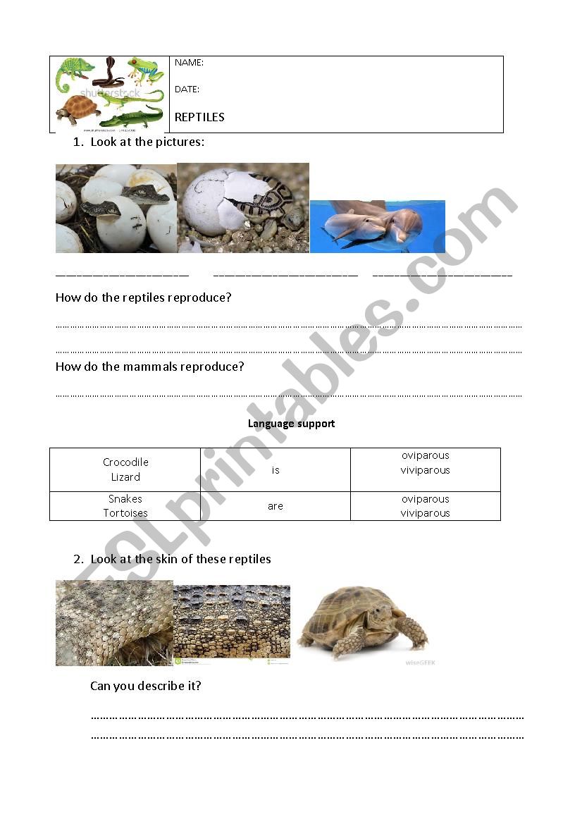 Reptiles  worksheet
