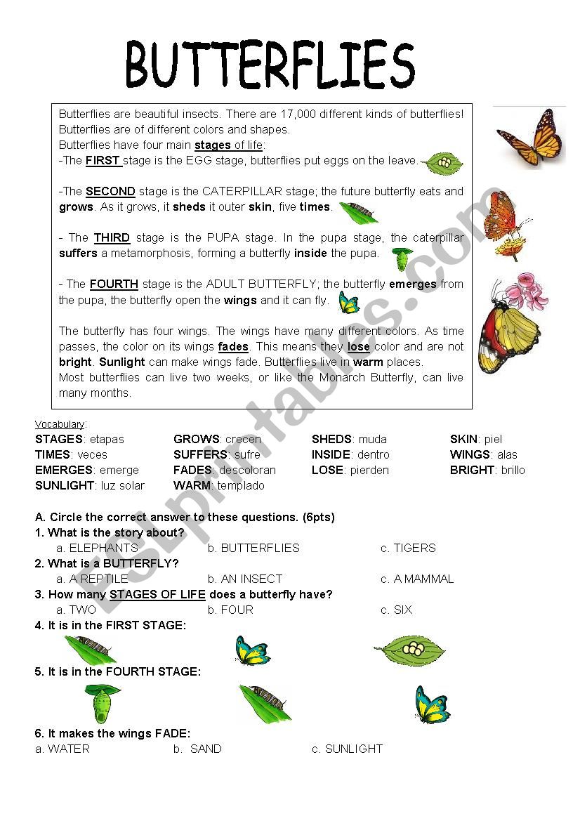 BUTTERFLIES worksheet