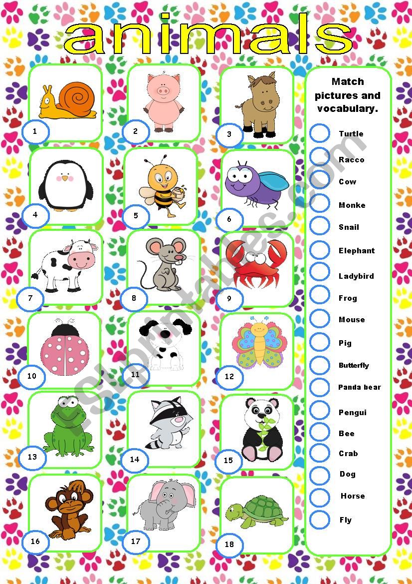 Animals worksheet