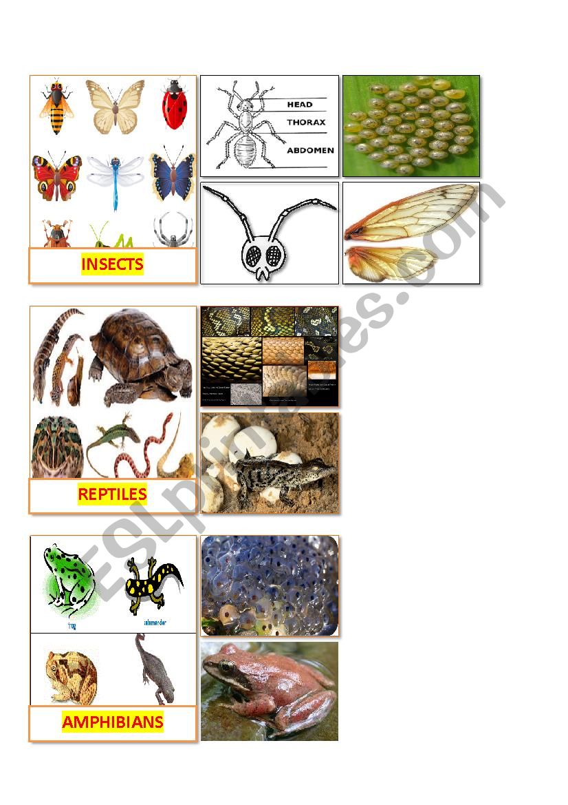 Sorting living things worksheet