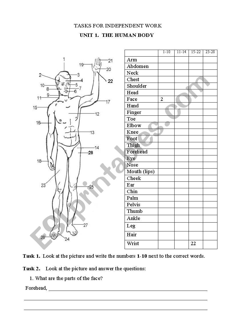 Human body worksheet