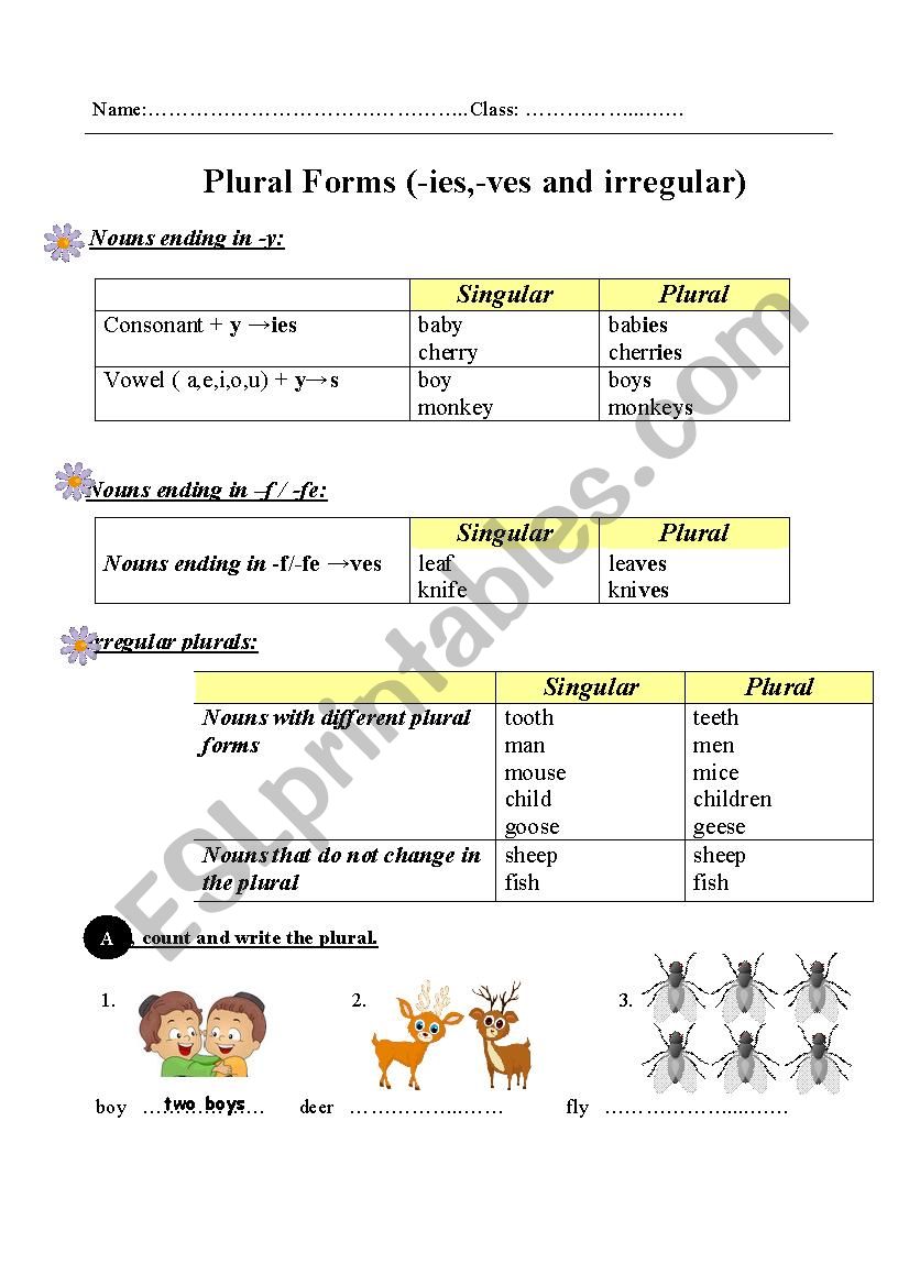 Plural form (-ies, -ves and irregular)