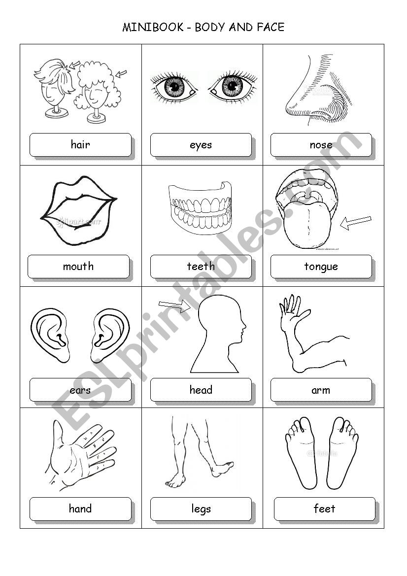 Minibook body and face worksheet