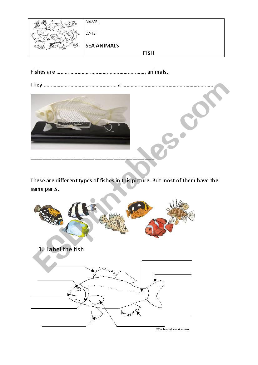 Vertebrates: Fish worksheet