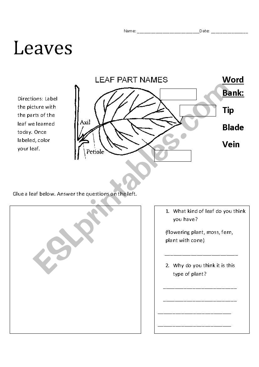 Leaf Part Identification (3rd Grade)