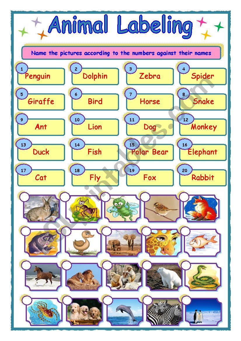 Animal worksheet worksheet