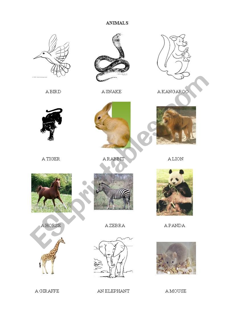 Animals worksheet