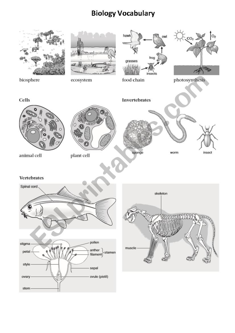 Biology Vocabulary worksheet