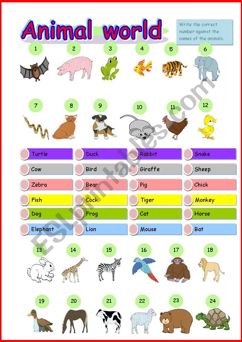 Animal world worksheet