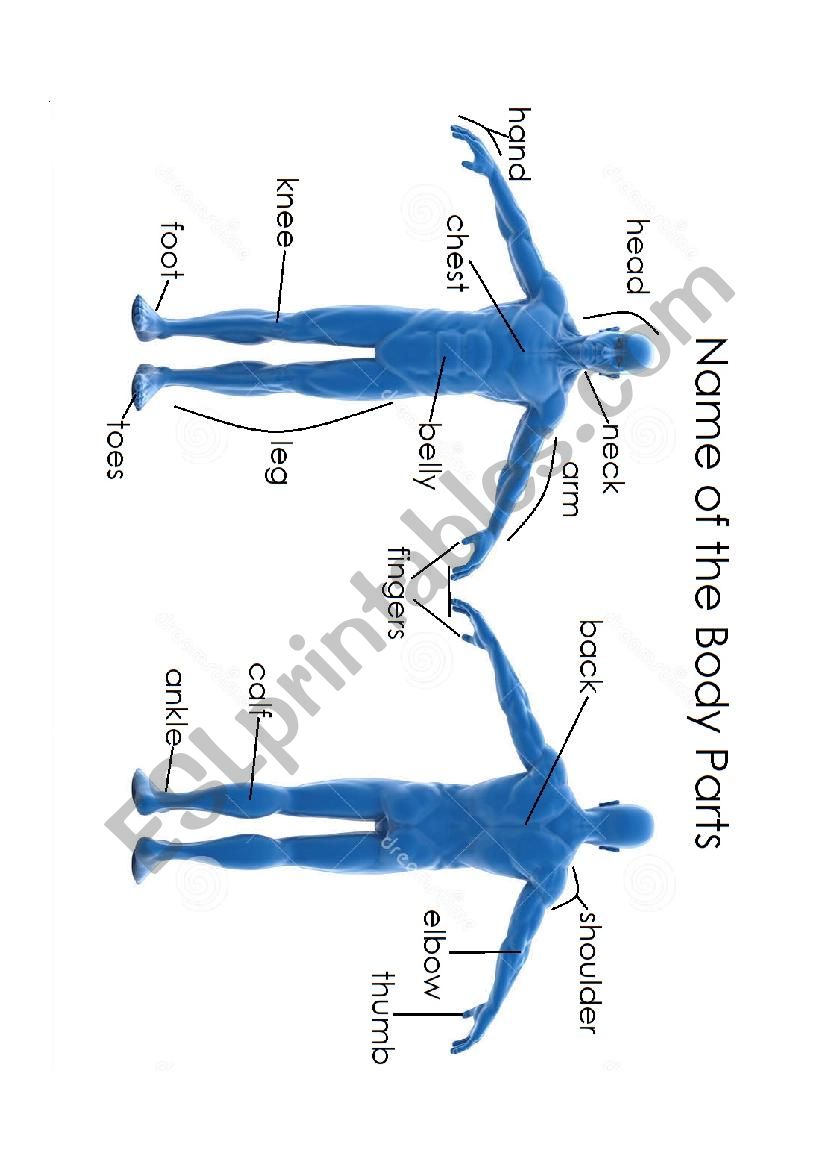 Names of the Body Parts worksheet