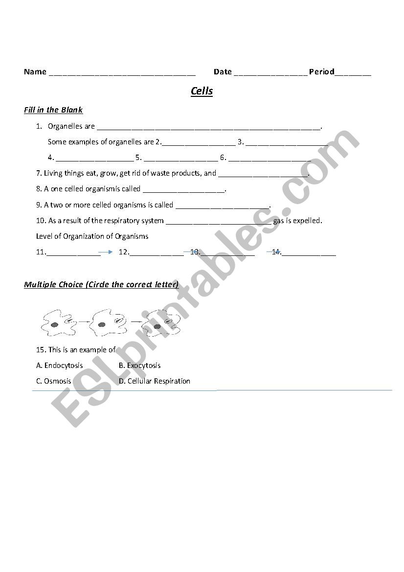 Cells Study Guide worksheet