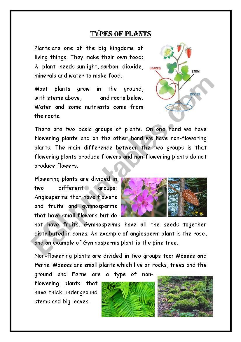 plants worksheet