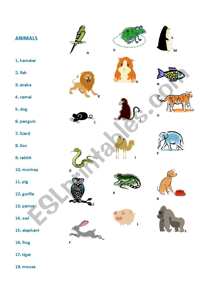 animals worksheet