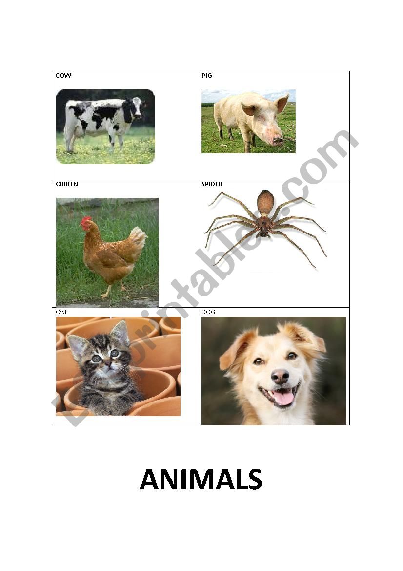 animals worksheet