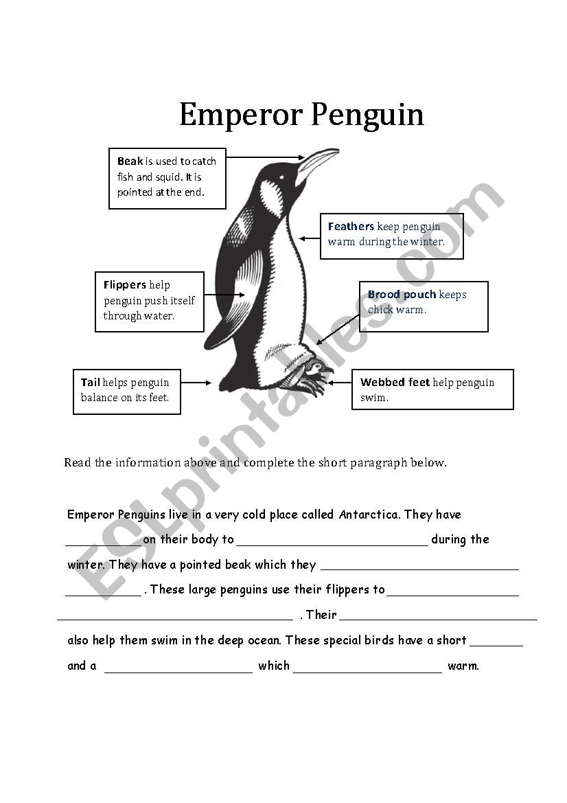 Emperor Penguin ESL worksheet by min99